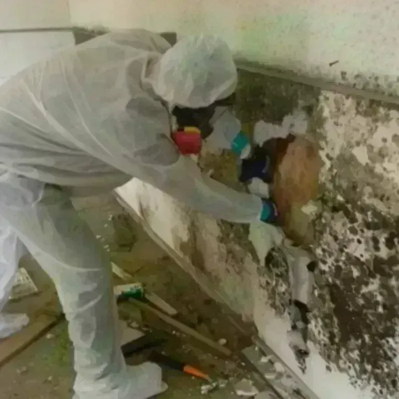 Mold Remediation and Removal in Toughkenamon, PA